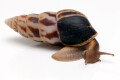 Limicolaria flammea Nigeria dark stripes adult